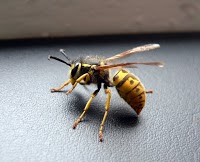 Wasp Nest Removal Bromley 371492 Image 7